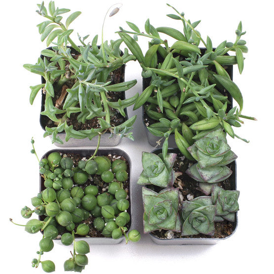 'Stringy Thingy' Succulent Set of 4