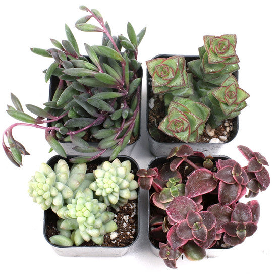 'Totally Trailing' 4-Pack - 2" Pots w/ ID