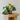 Sticky Traps for Plant Pests - Arber