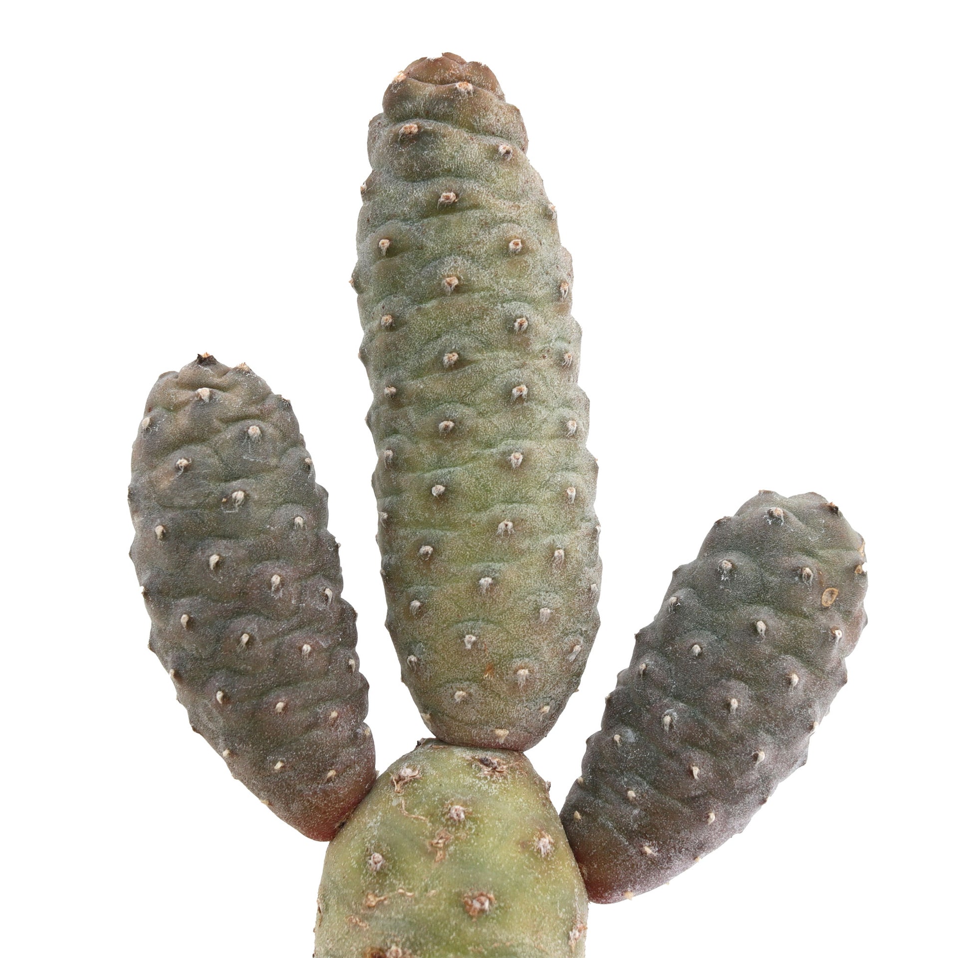 Pine Cone Cactus Tephrocactus articulatus with Succulents Care Guide 4 inch / Plastic Pot by Succulents Box