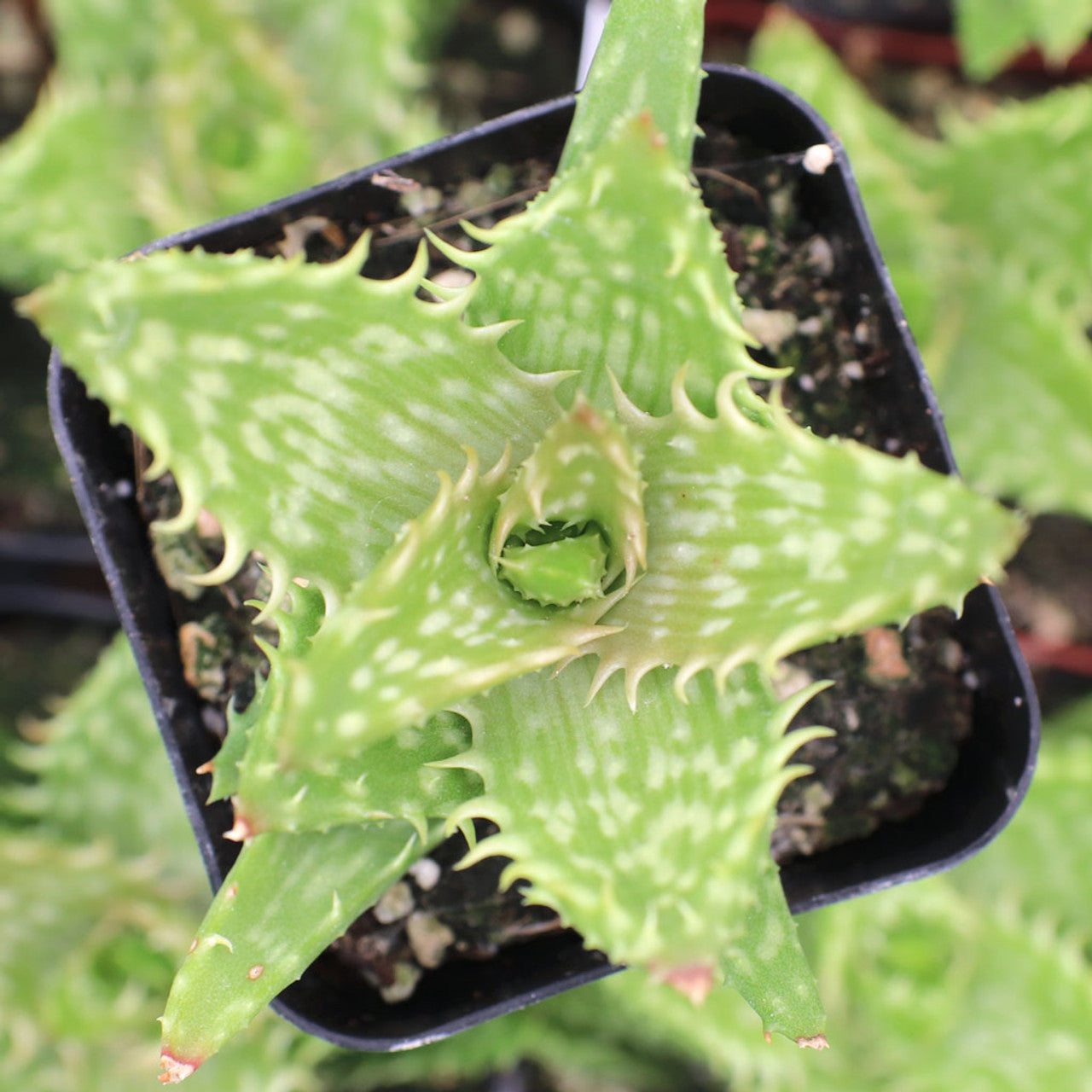 aloe vera plant for toothache Aloe juvenna 'Tiger Tooth Aloe'