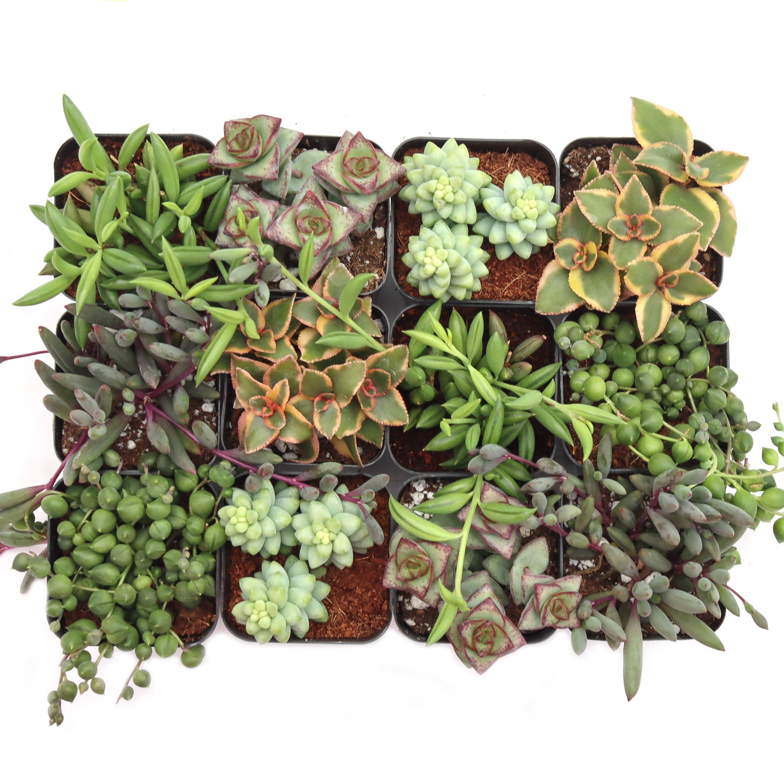 different string succulents Trailing & String Succulent Pack