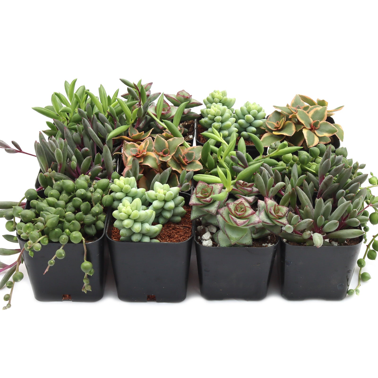 Trailing & Strings Succulents Pack (6-12 Plants, 2