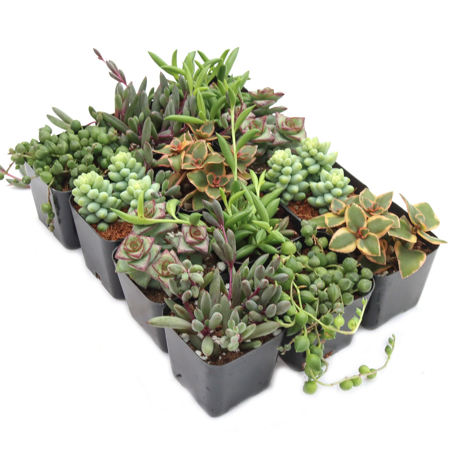 succulents plants sale Trailing & String Succulent Pack