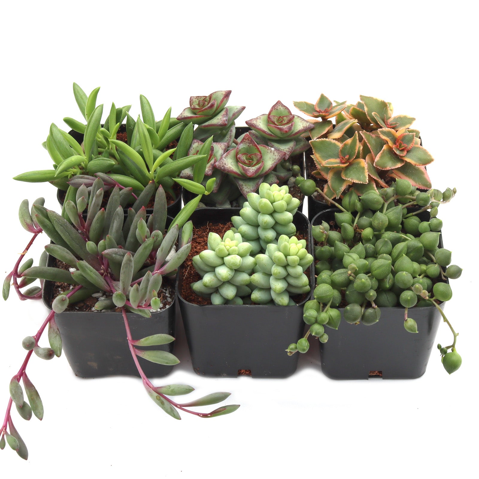 lowes hanging succulent plants Trailing & String Succulent Pack