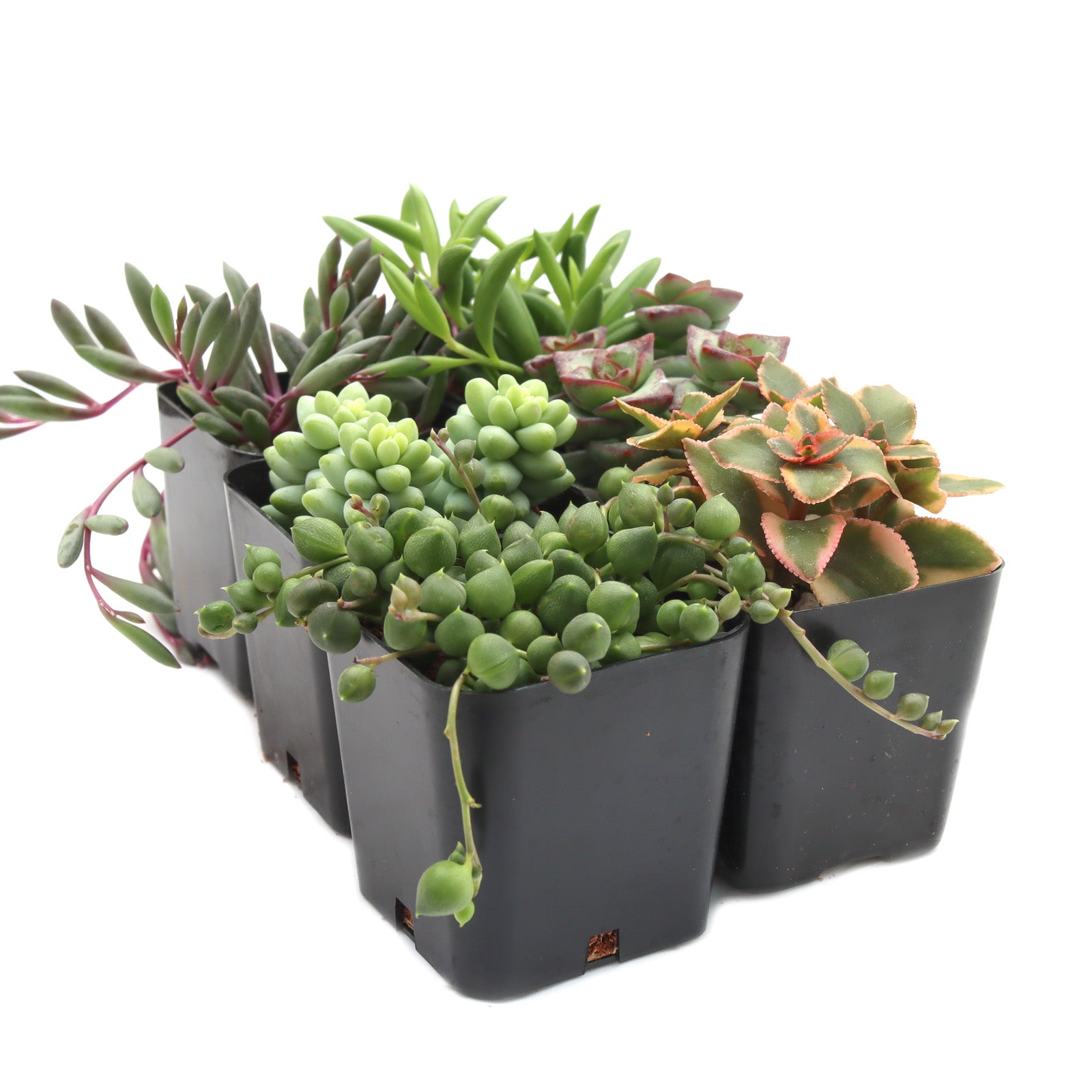 succulents lowe's Trailing & String Succulent Pack