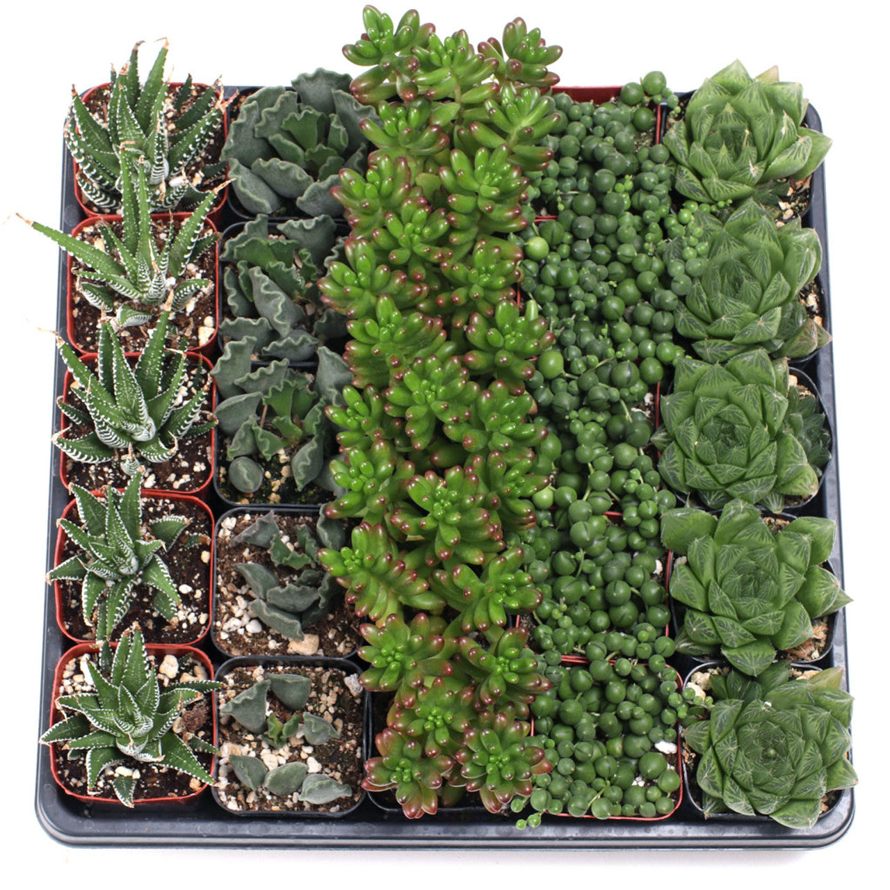 Great Indoor Succulents 25-Pack - 5 Varieties - 2" Pots