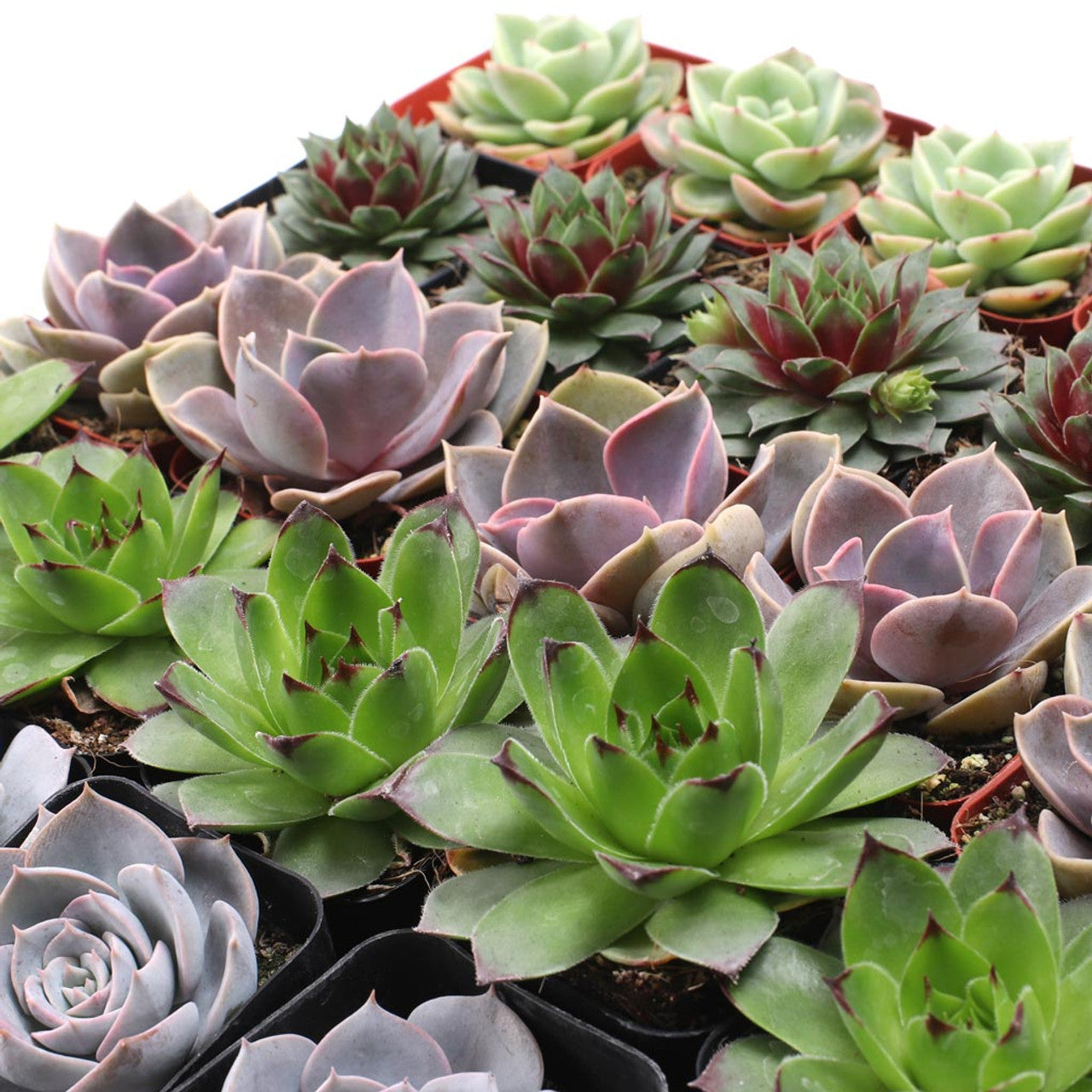 real succulents in bulk Rosette Succulent Bulk Pack