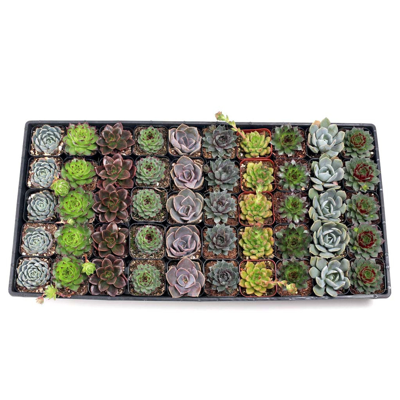 rosette succulents bulk Rosette Succulent Bulk Pack