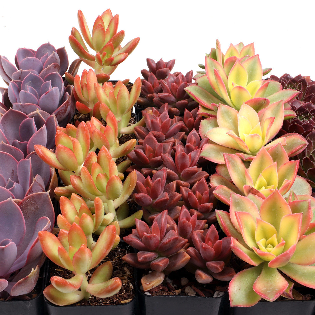 bulk succulents in pots Colorful Succulents Bulk Pack (25 Plants, 2" Pots) – Leaf & Clay