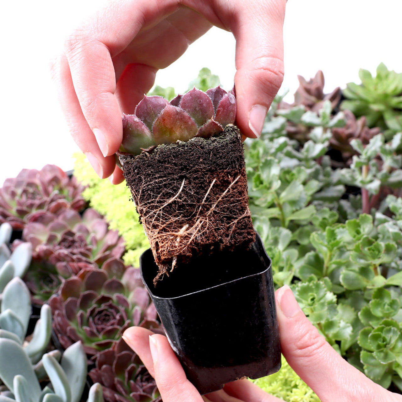 succulent pots bulk Best Value Succulents Bulk Pack (25-100 Plants, 2" Pots) – Leaf & Clay