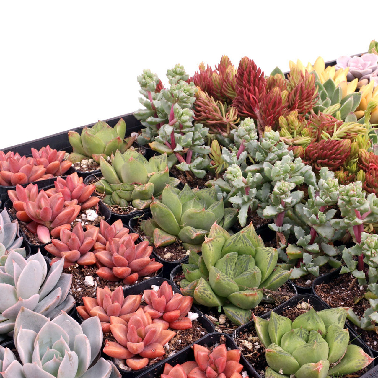 2 succulent plants Best Value Succulents Bulk Pack (25-100 Plants, 2" Pots) – Leaf & Clay