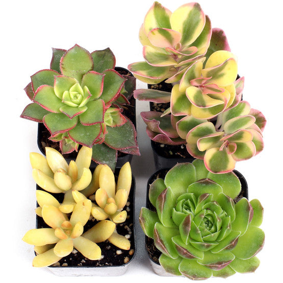 'Yellow & Gold' 4-Pack - 2" Pots w/ ID
