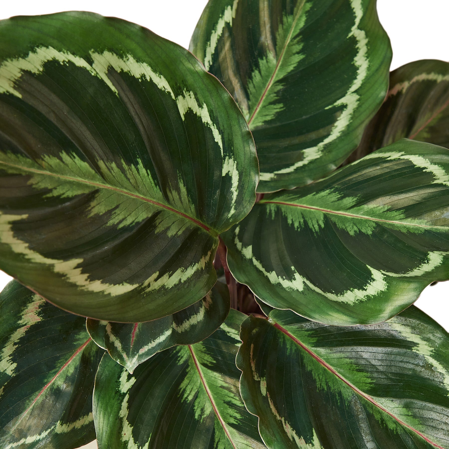 Medium Calathea 'Medallion' (Calathea roseopicta 'Medallion') – Rooted