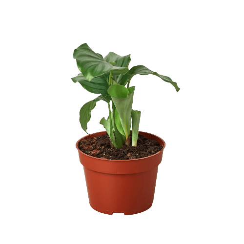 Calathea 'Orbifolia'