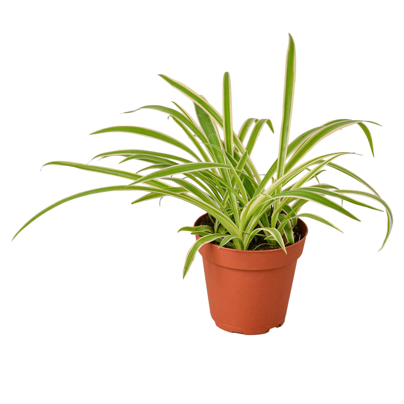 Chlorophytum comosum' Spider Plant Reverse'