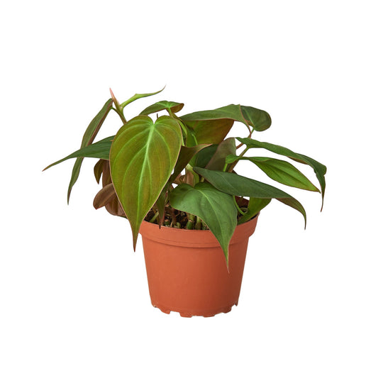 Philodendron hederaceum 'Velvet'