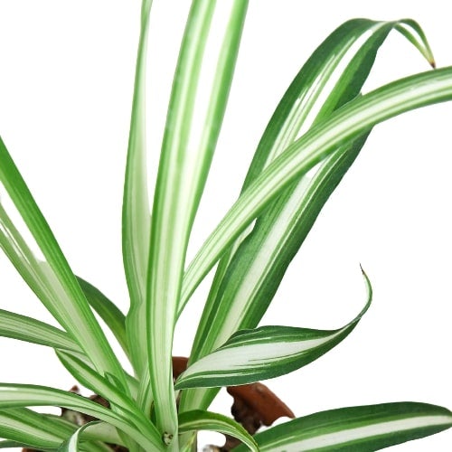 Chlorophytum comosum 'Spider Plant Reverse'