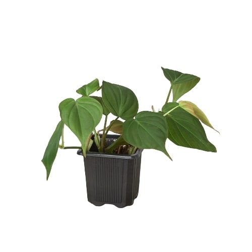 Philodendron hederaceum 'Velvet'