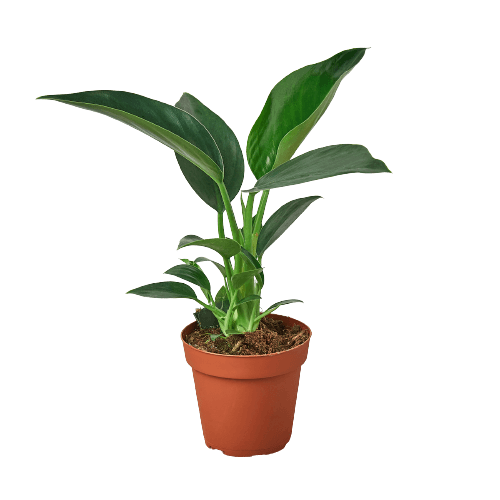 Philodendron 'Congo Green'