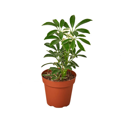 Schefflera 'Moonlight Umbrella Plant'