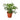 Schefflera 'Umbrella Plant'