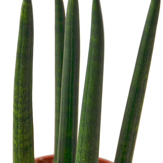 Sansevieria cylindrica 'Snake Plant'
