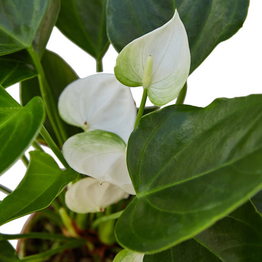 Anthurium andraeanum 'White'