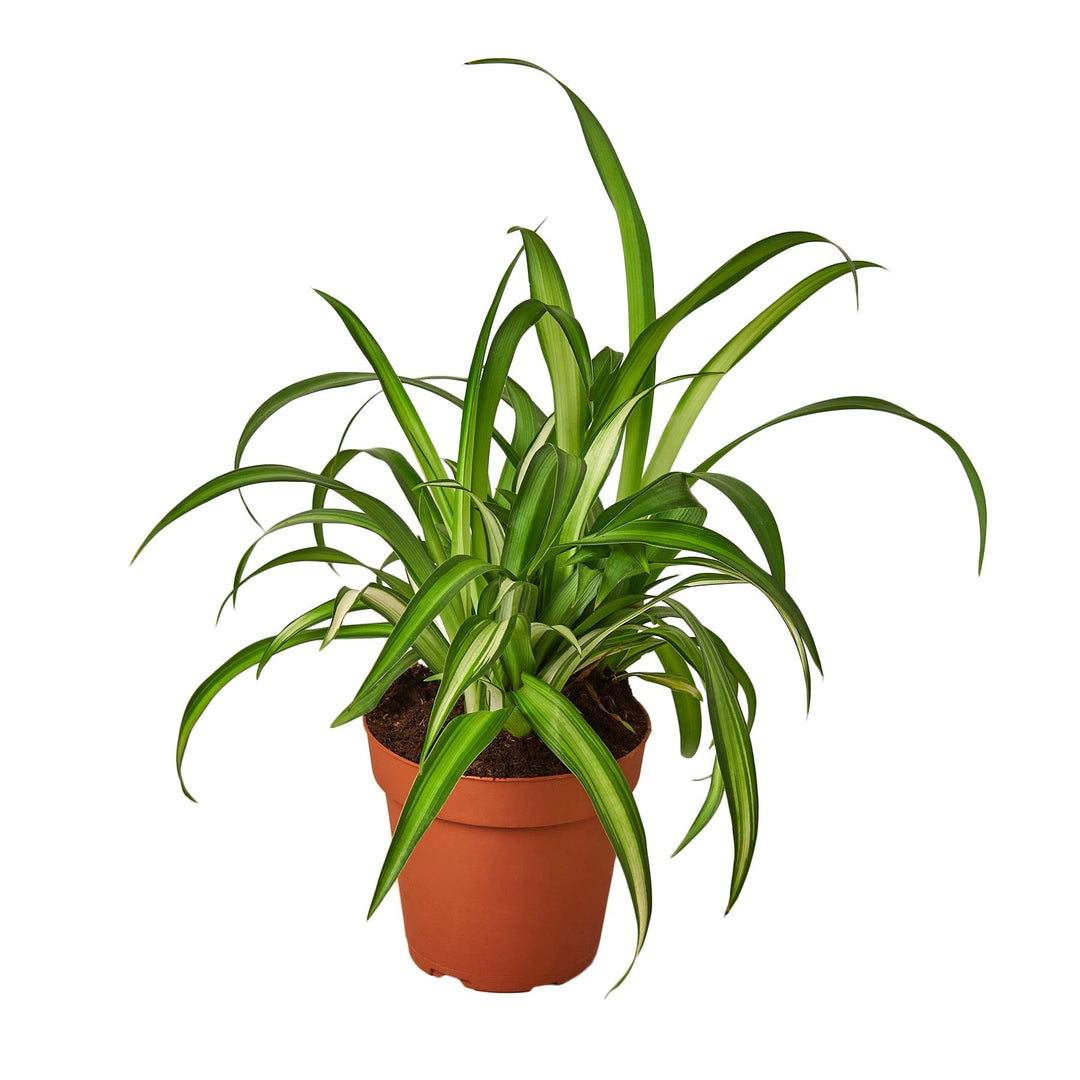 Chlorophytum comosum 'Hawaiian Spider Plant'