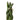 Sansevieria cylindrica 'Snake Plant Braided'