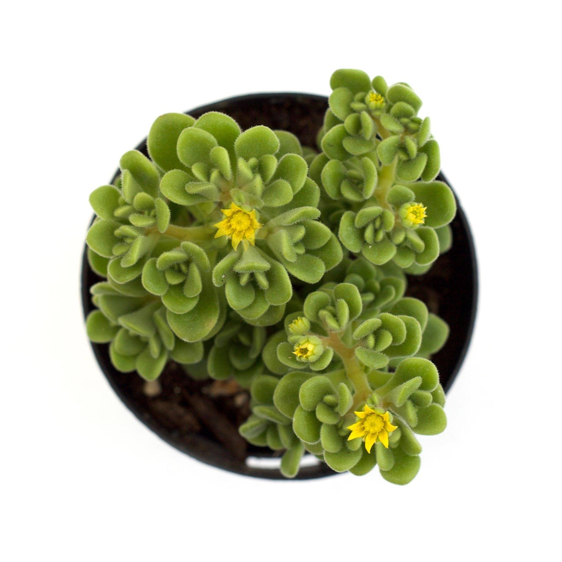 irish succulent Aeonium lindleyi var. viscatum 'Irish Bouquet'