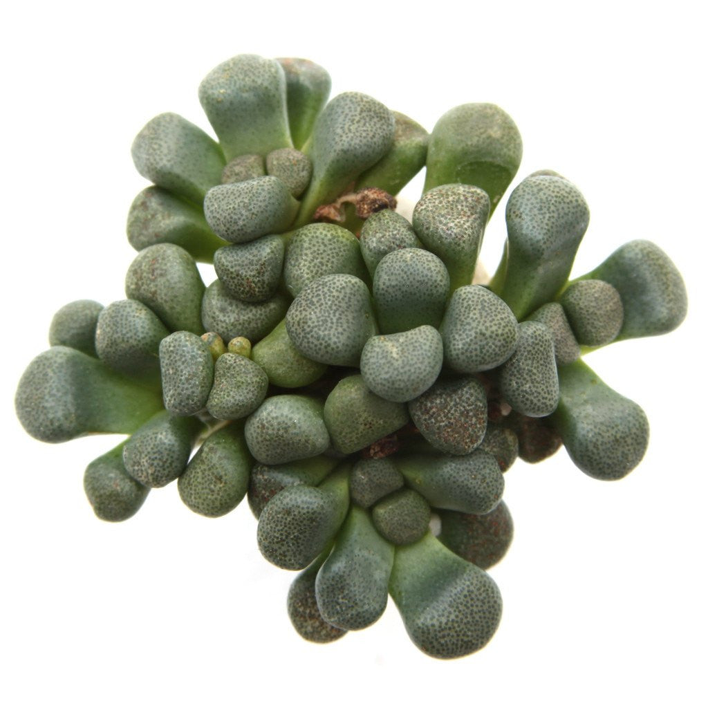Aloinopsis schooneesii Succulent Plant