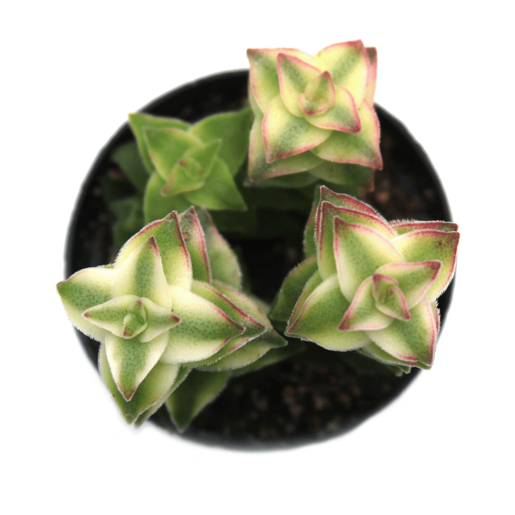Crassula perforata variegata, Variegated 'String of Buttons' Succulent Plant