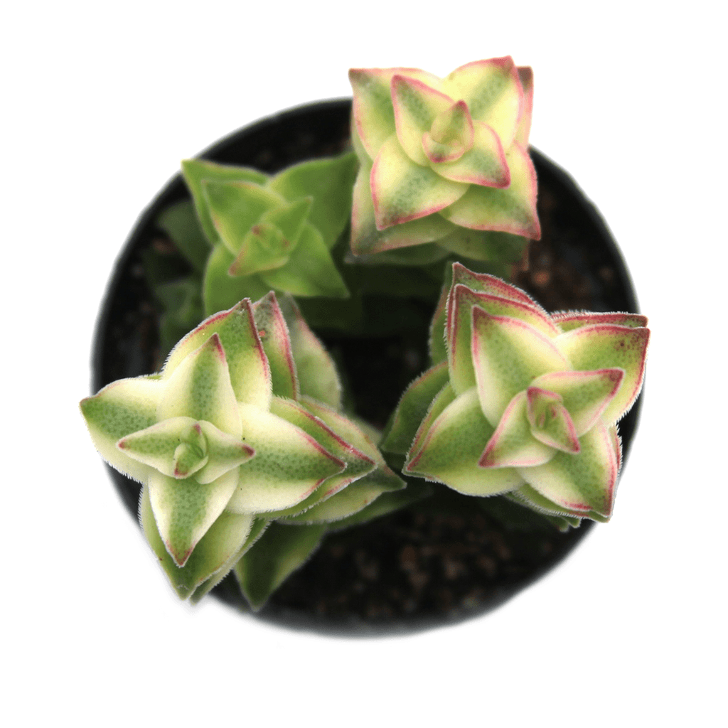 variegated string of buttons succulent Crassula perforata f. variegata