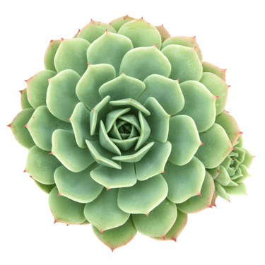 Echeveria 'Abalone' or Echeveria 'Green Abalone' Succulent Plant