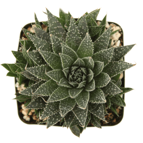 Aloe aristata - Lace Aloe