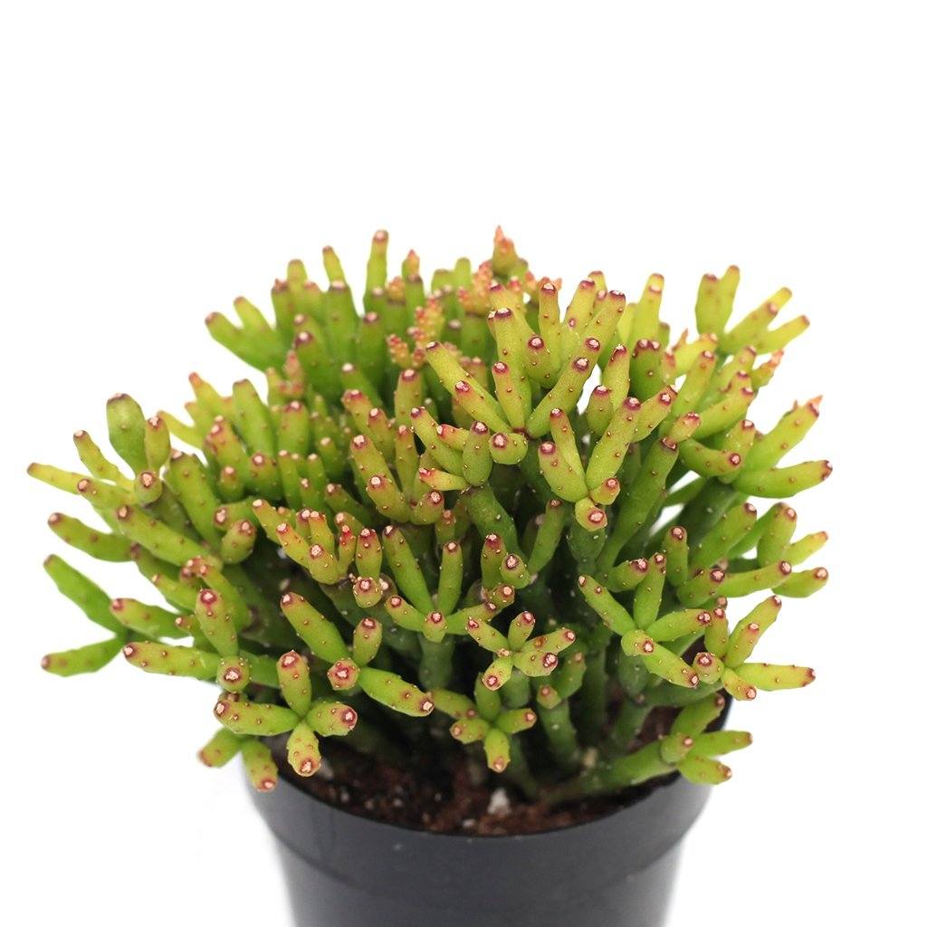 old man bones succulent Hatiora salicornioides 'Dancing Bones'