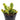 Huernia zebrina 'Lifesaver Plant' variegata