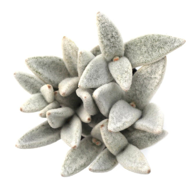 Kalanchoe eriophylla 'Snow White Panda Plant' | Leaf & Clay®