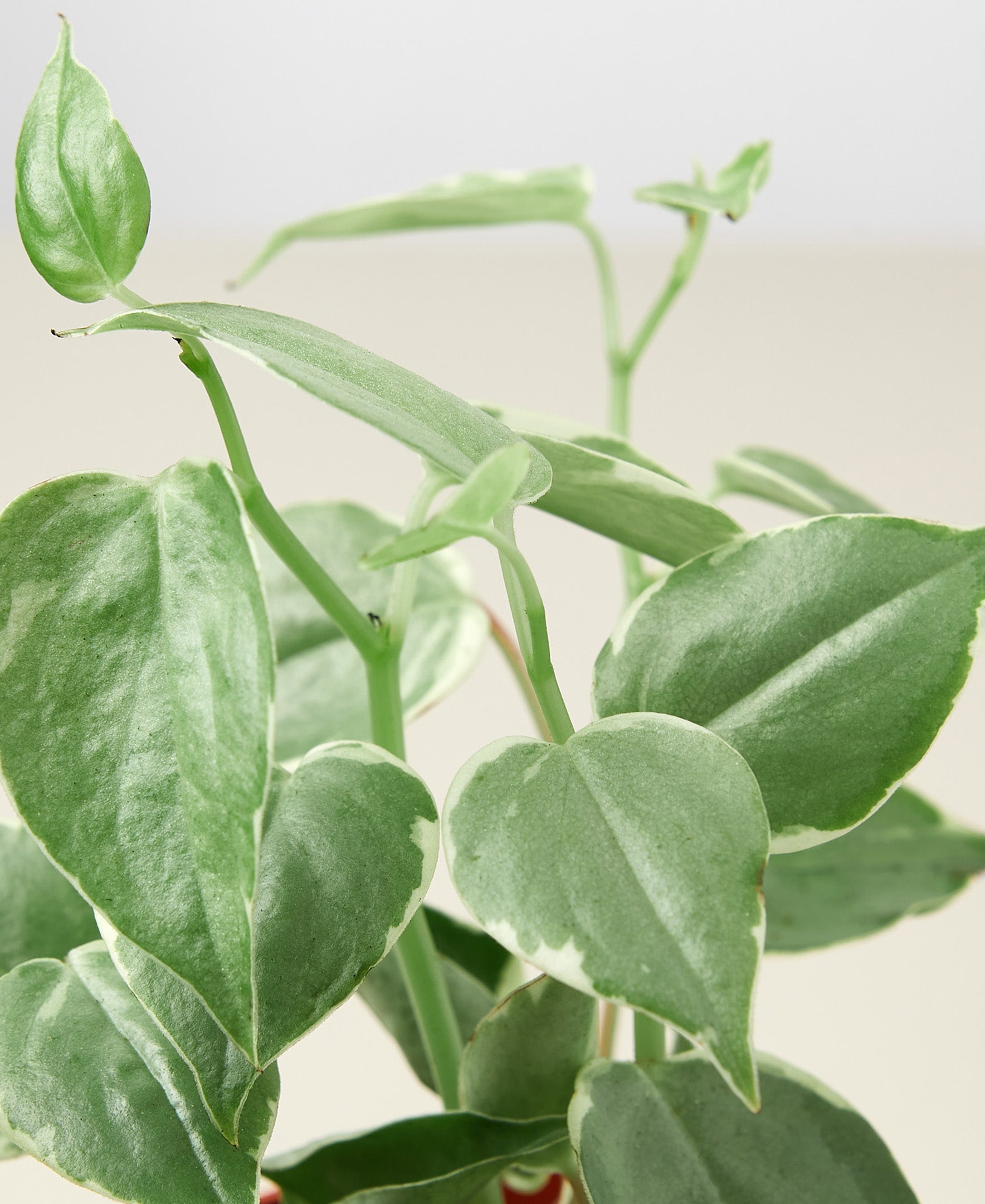 Peperomia Nitida 'cupid' 