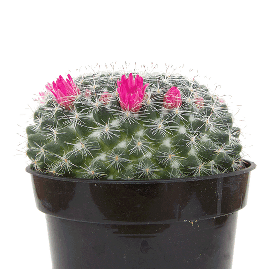 Mammillaria 'Old Lady Cactus'