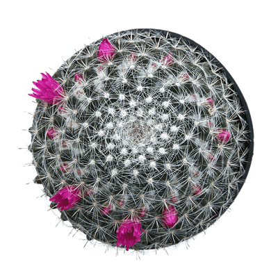 Mammillaria 'Old Lady Cactus'
