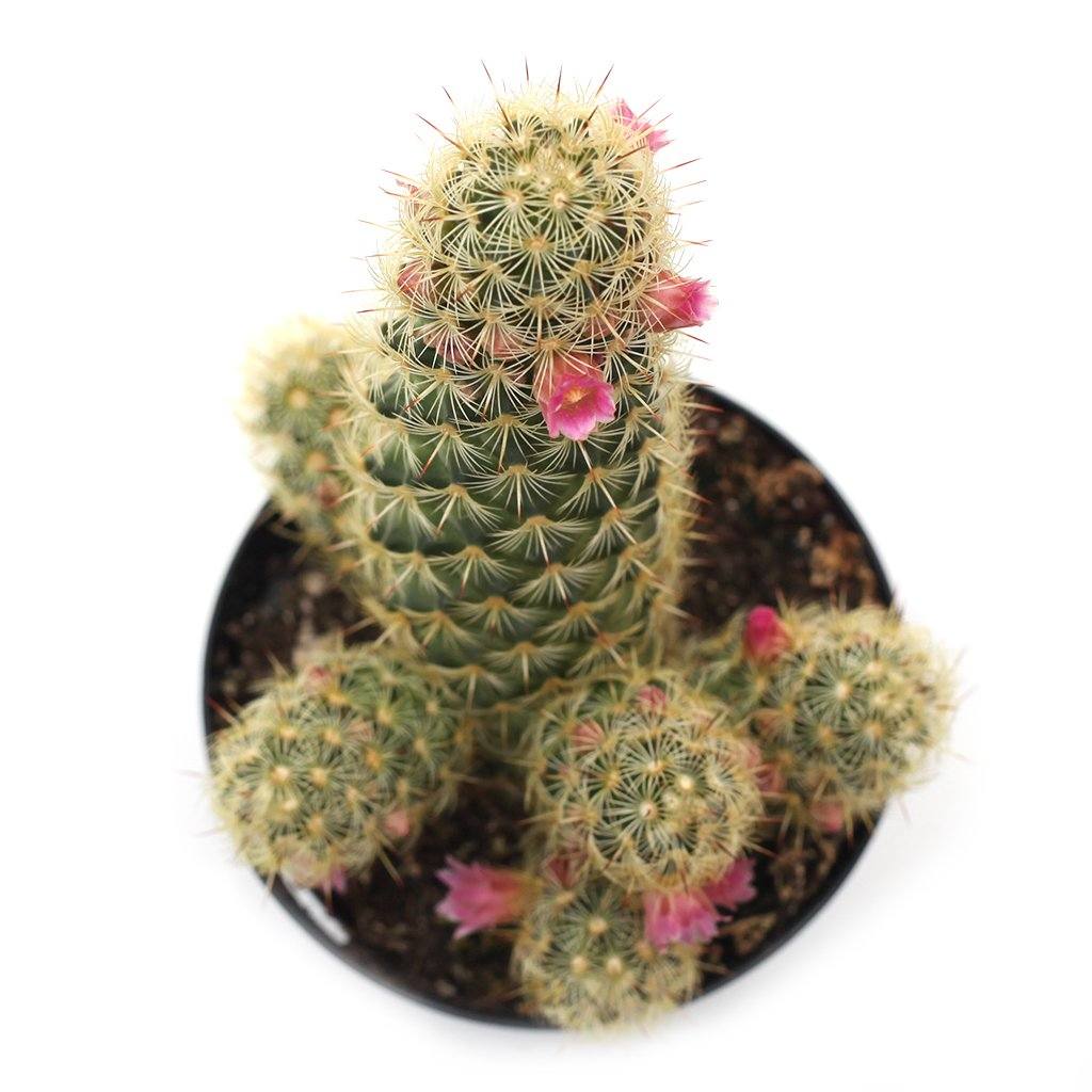 Mammillaria elongata 'Ladyfinger Cactus'