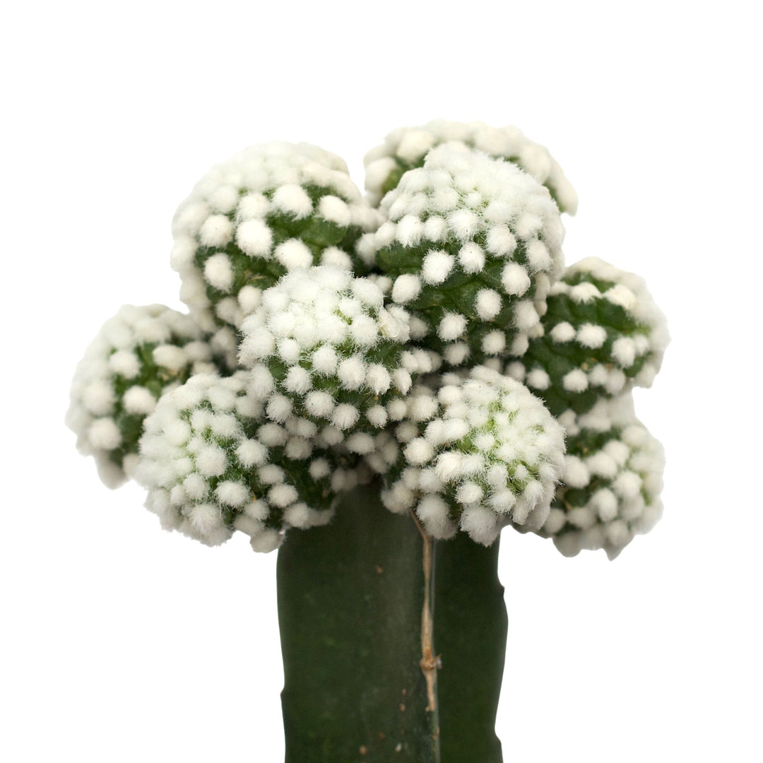 Mammillaria gracilis 'Oruga' grafted