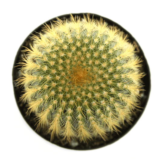 Parodia leninghausii 'Golden Ball Cactus'
