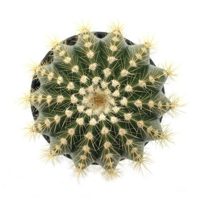 Notocactus magnificus 'Balloon Cactus'