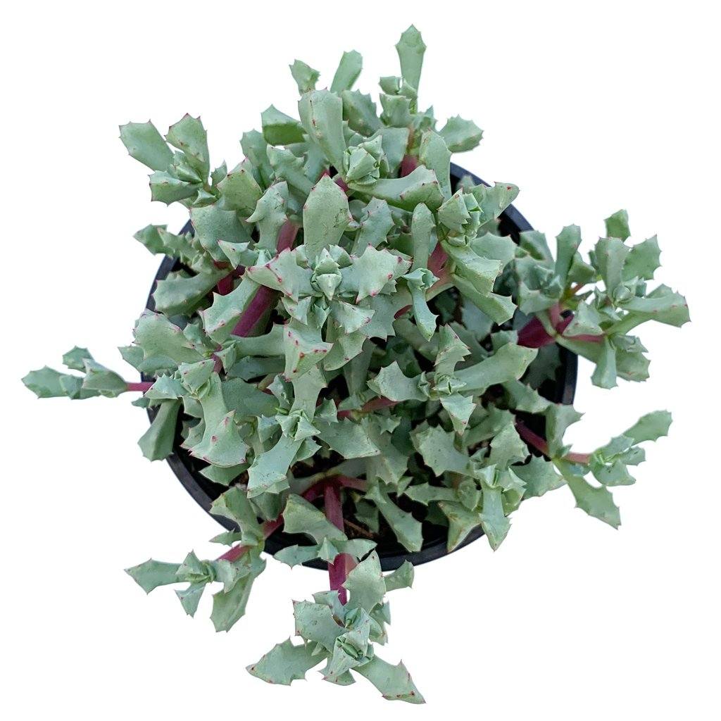 Oscularia deltoides 'Pink Ice Plant'
