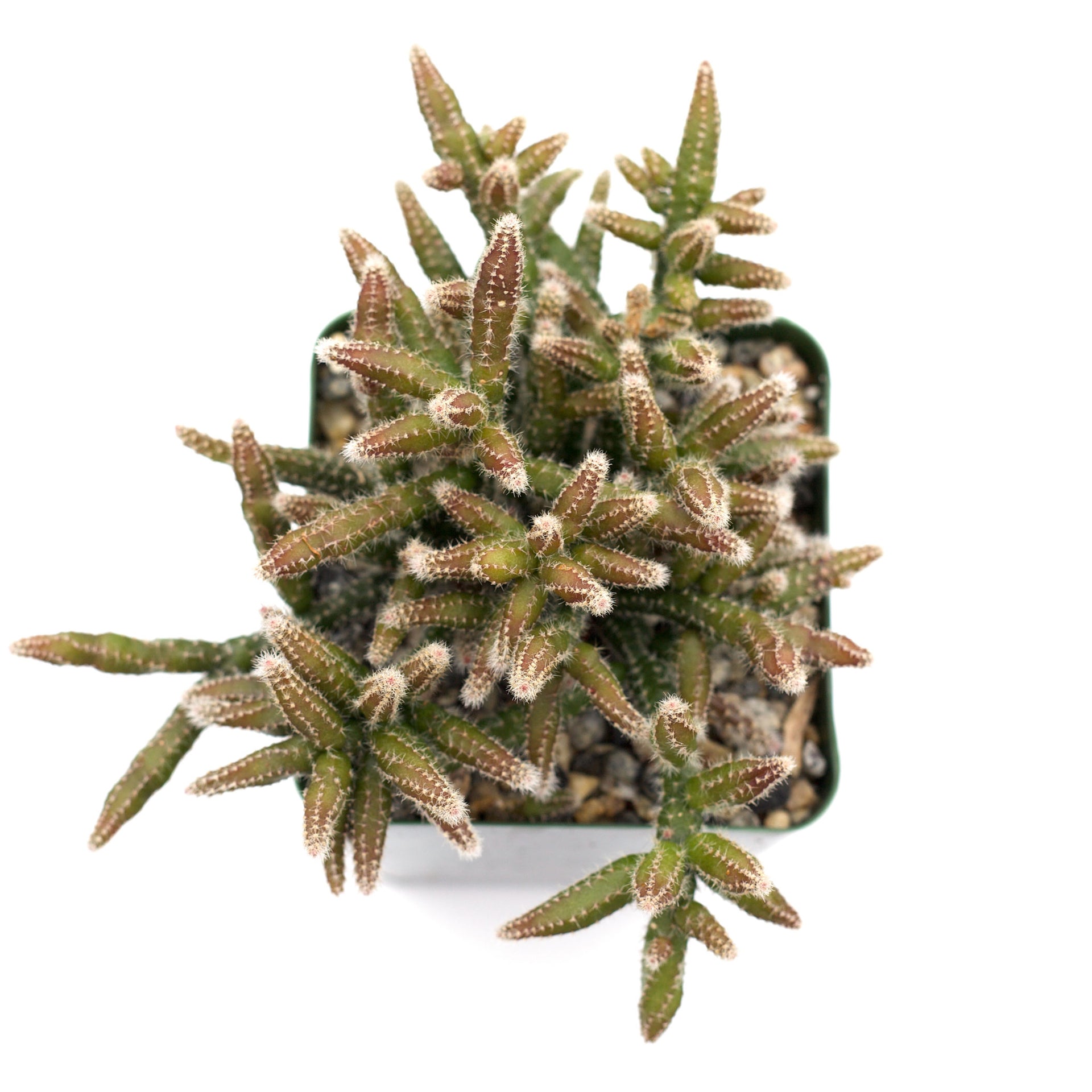 Rhipsalis baccifera subsp. horrida 'Mouse Tail Cactus'