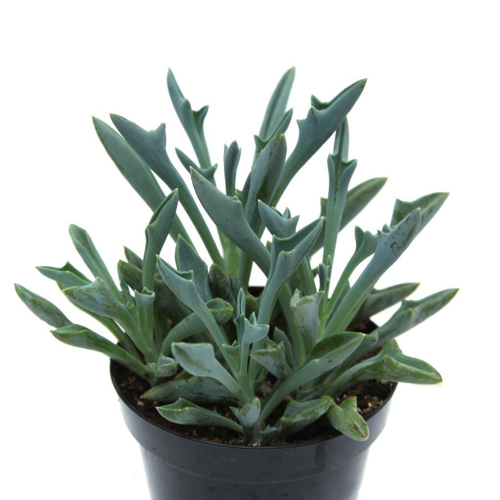 spear head succulent Senecio kleiniiformis 'Spear Head'