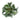 Adromischus cristatus "Key Lime Pie" or "Crinkle Leaf Plant" Succulent Plant